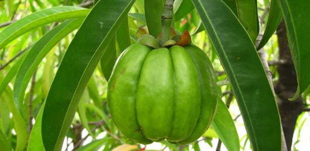 Garcinia Cambogia Review